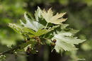 Plane tree, Sycamore
